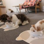 食事をしている3匹の猫