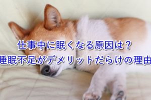 犬が寝ている